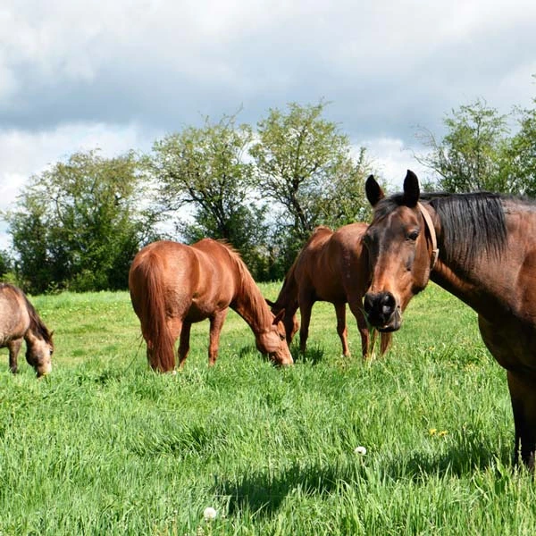 Pension pour chevaux à Sanssac-l'Église, Haute-Loire